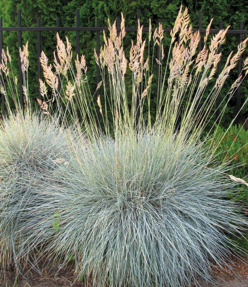 festuca-buddy-blue-1 festuca-buddy-blue-1