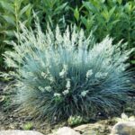 festuca-buddy-blue-2
