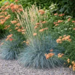 festuca-buddy-blue-3