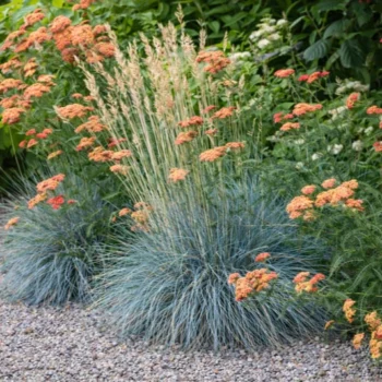 festuca-buddy-blue-3