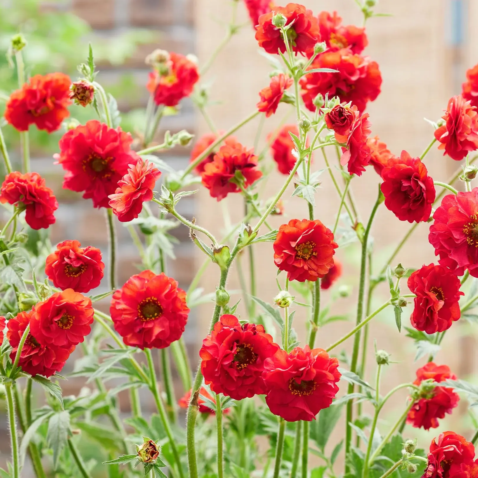 geum-firestarter-1 geum-firestarter-1