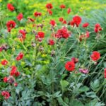 geum-firestarter-3