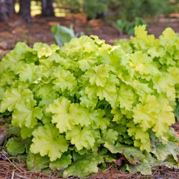 heuchera-lemon-love-1