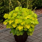 heuchera-lemon-love-2