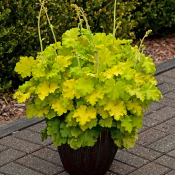 heuchera-lemon-love-2