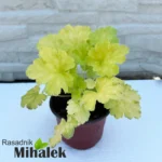 heuchera-lemon-love-sadnica