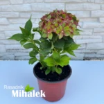 hortenzija-bright-red-sadnica