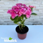 hortenzija-hot-pink-sadnica