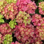 hortenzija-macrophylla-rebellion-choco-love-1