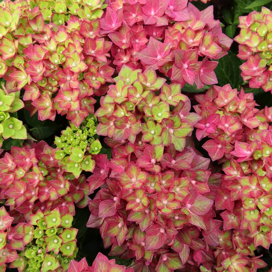 hortenzija-macrophylla-rebellion-choco-love-1 hortenzija-macrophylla-rebellion-choco-love-1