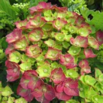 hortenzija-macrophylla-rebellion-choco-love-2