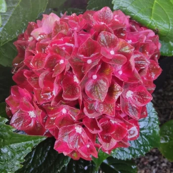 hortenzija-macrophylla-rebellion-choco-love-3
