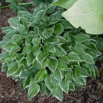 hosta-allan-p-mcconnel-1