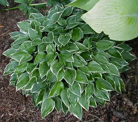 hosta-allan-p-mcconnel-1 hosta-allan-p-mcconnel-1
