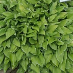 hosta-allan-p-mcconnel-2