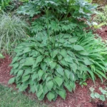 hosta-allan-p-mcconnel-3