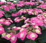 hydrangea-macrophylla-flame-hot-pink-1