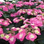 hydrangea-macrophylla-flame-hot-pink-1