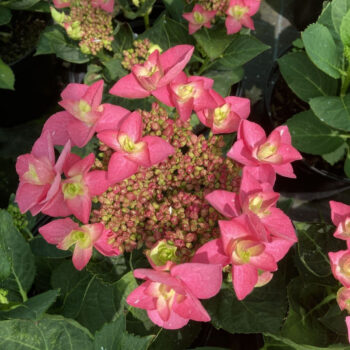 hydrangea-macrophylla-flame-hot-pink-2