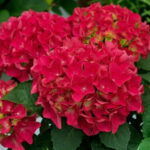 hydrangea-macrophylla-saxon-bright-red-1