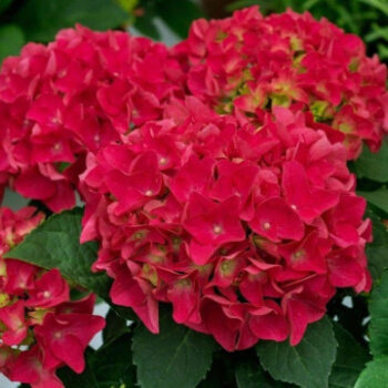 hydrangea-macrophylla-saxon-bright-red-1