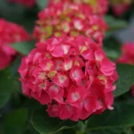 hydrangea-macrophylla-saxon-bright-red-2