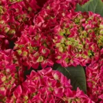 hydrangea-macrophylla-saxon-bright-red-3
