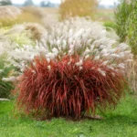 miscanthus-sinensis-lady-in-red-1