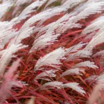 miscanthus-sinensis-lady-in-red-2