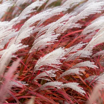 miscanthus-sinensis-lady-in-red-2