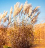 miscanthus-sinensis-lady-in-red-3