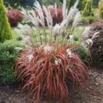 miscanthus-sinensis-lady-in-red-4