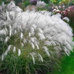 miscanthus-sinensis-silver-charm-1