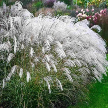 miscanthus-sinensis-silver-charm-1