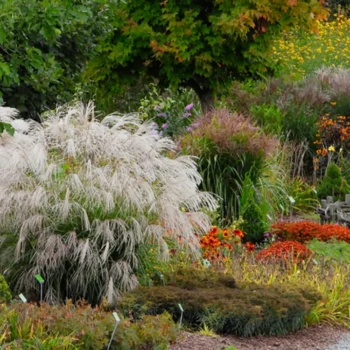 miscanthus-sinensis-silver-charm-2