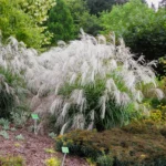 miscanthus-sinensis-silver-charm-3