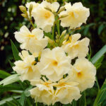 oleander-luteum-plenum-1
