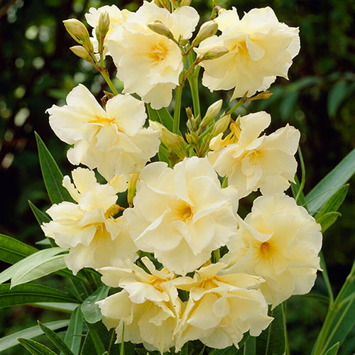 oleander-luteum-plenum-1 oleander-luteum-plenum-1