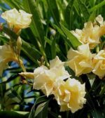 oleander-luteum-plenum-2