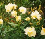 oleander-luteum-plenum-3