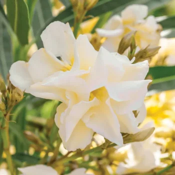 oleander-luteum-plenum-4