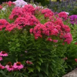 flox-paniculata-ka-pow-pink-1