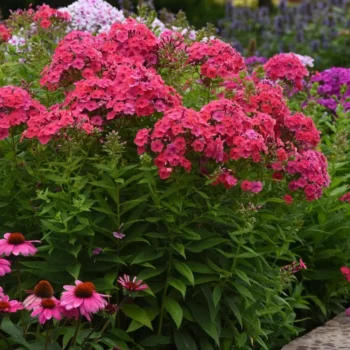 flox-paniculata-ka-pow-pink-1