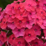 flox-paniculata-ka-pow-pink-2
