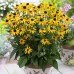 Rudbeckia-fulgida-Little-Goldstar-1