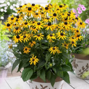 Rudbeckia-fulgida-Little-Goldstar-1