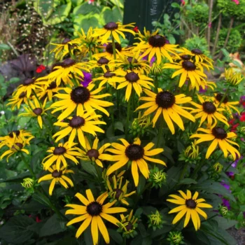 Rudbeckia-fulgida-Little-Goldstar-2