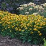 Rudbeckia-fulgida-Little-Goldstar-3