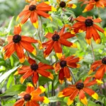 Rudbeckia-triloba-Prairie-Glow-1