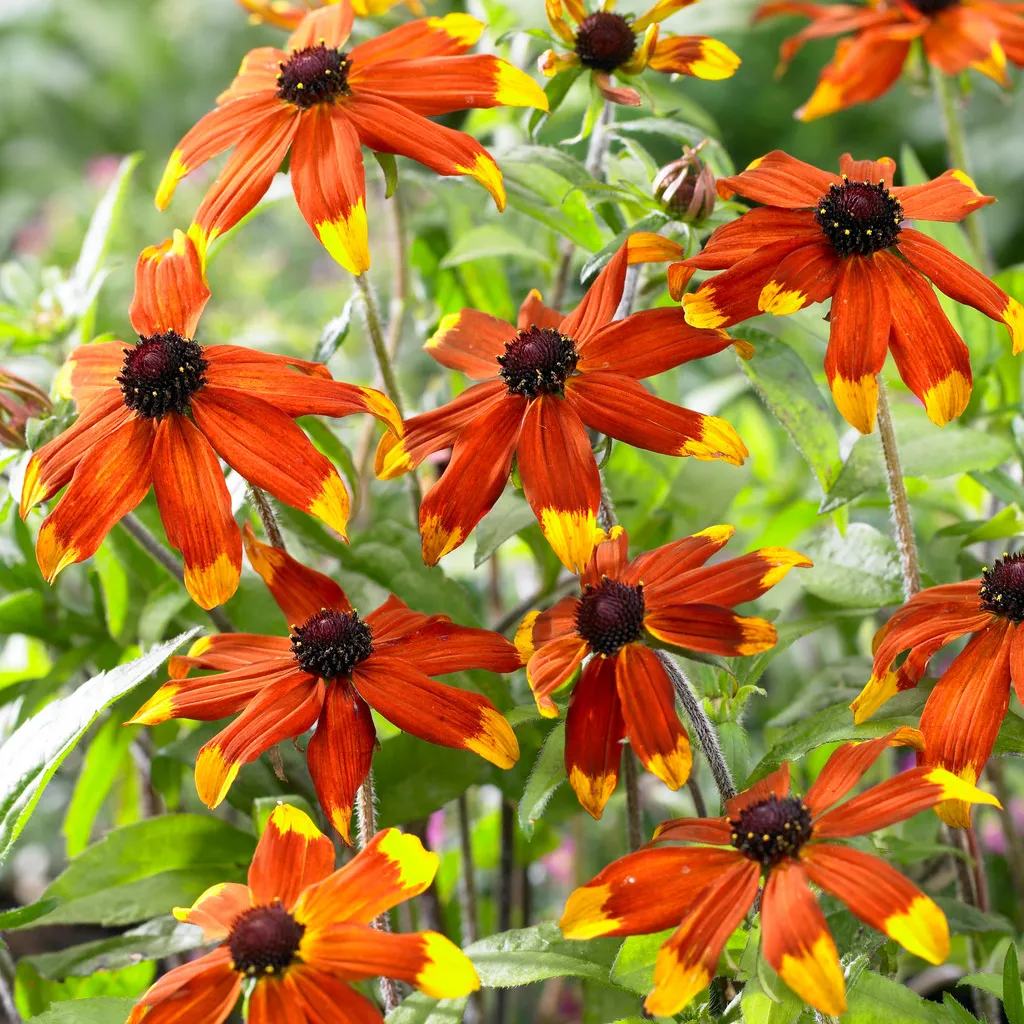 Rudbeckia-triloba-Prairie-Glow-1 Rudbeckia-triloba-Prairie-Glow-1